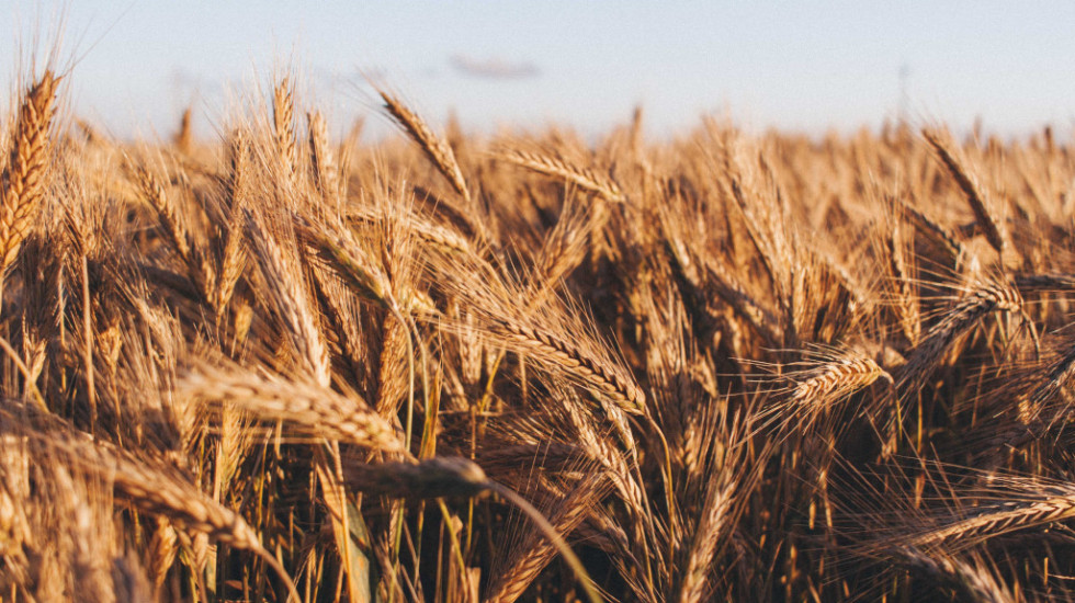Rat u Ukrajini i globalni problem sa hranom: Indija zabranila izvoz pšenice