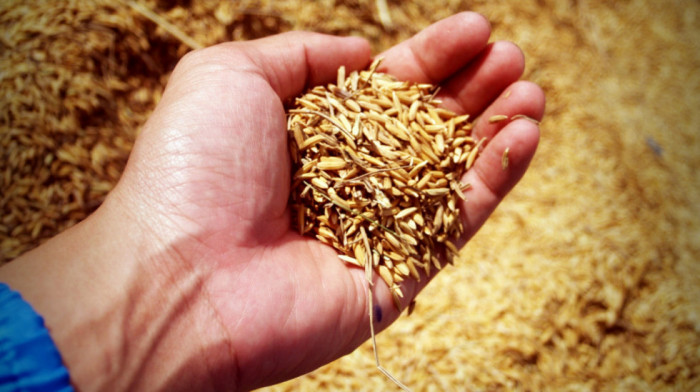 Krenuo ugovoreni izvoz pšenice i kukuruza u Albaniju, dozvoljen izvoz male količine za Italiju
