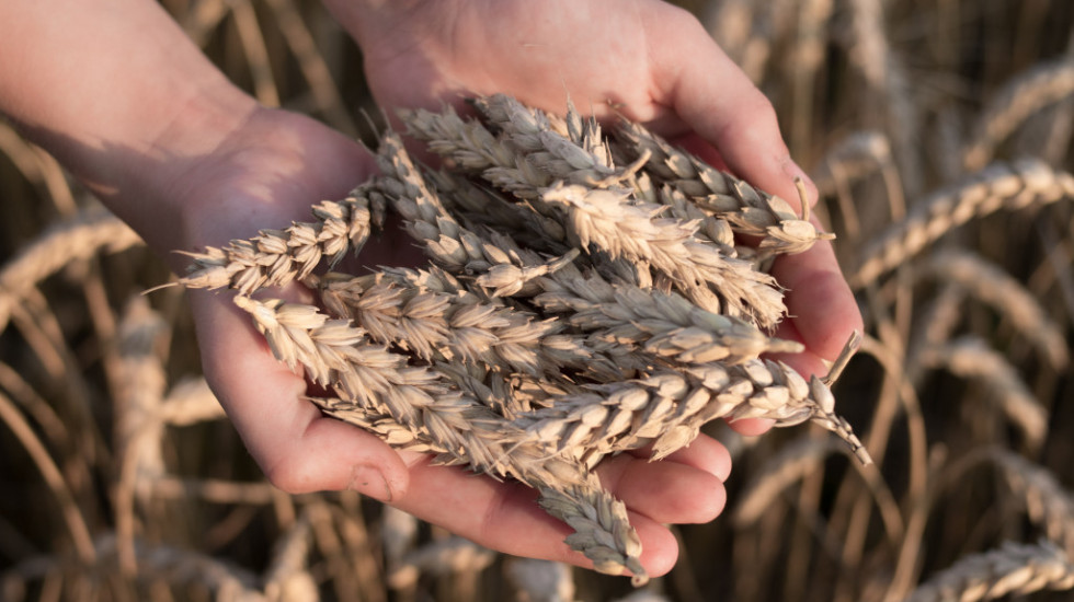 Produktna berza: Skok cena pšenice, zabeležen i rast cene kukuruza