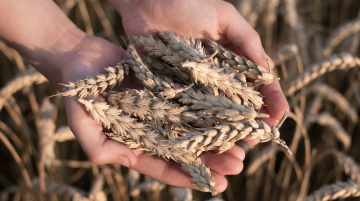 Zabrana izvoza osigurava da neće biti nestašica hrane, a šta će biti sa viškom žitarica u Srbiji?