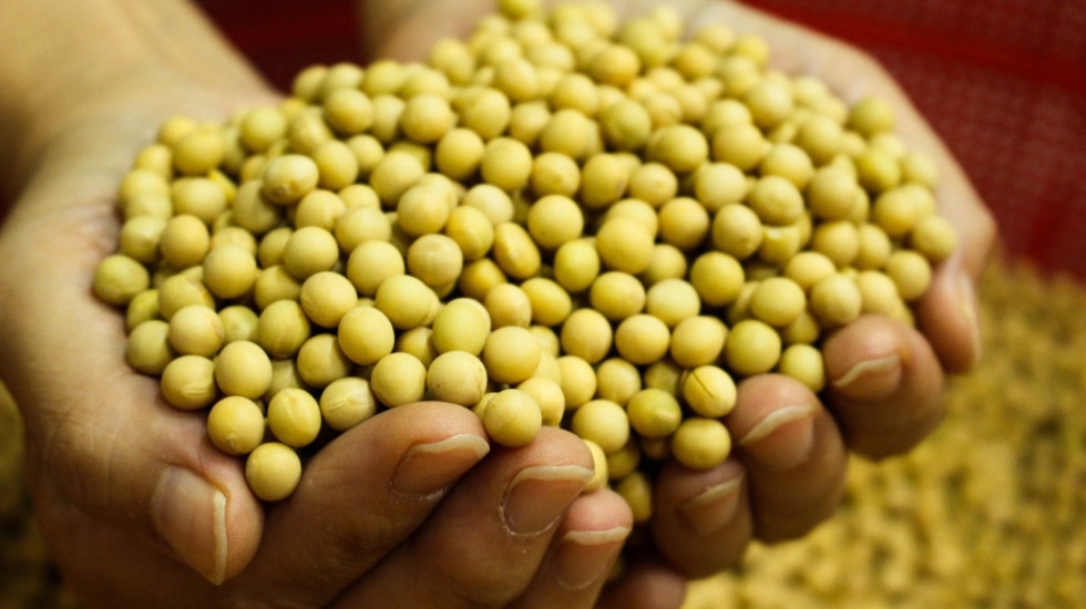 Produktna berza: Soja najviše poskupela, cena pšenice se približava ceni kukuruza