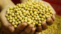 Pad trgovanja na Produktnoj berzi: Cena kukuruza u blagom padu, dok sojino zrno raste