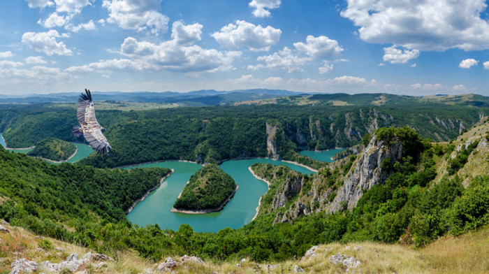 Uvac proglašen područjem od izuzetnog značaja: Beloglavi supovi daju posebnost rezervatu