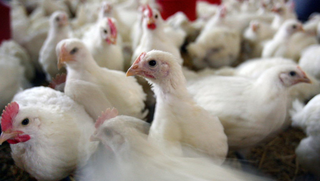 Ptičji grip u Češkoj: Na jednoj farmi biće uništeno 750.000 kokošaka