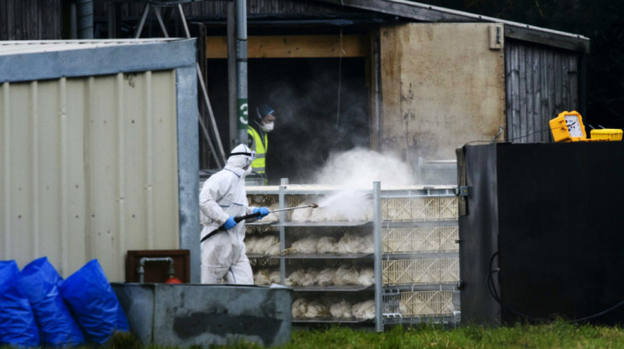 Evropska država donela hitnu meru: Zabranjen uzgoj sve živine zbog ptičjeg gripa