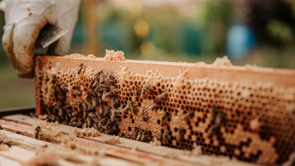 Savez pčelarskih organizacija: Podaci o broju košnica i pčelara su lažirani zbog subvencija