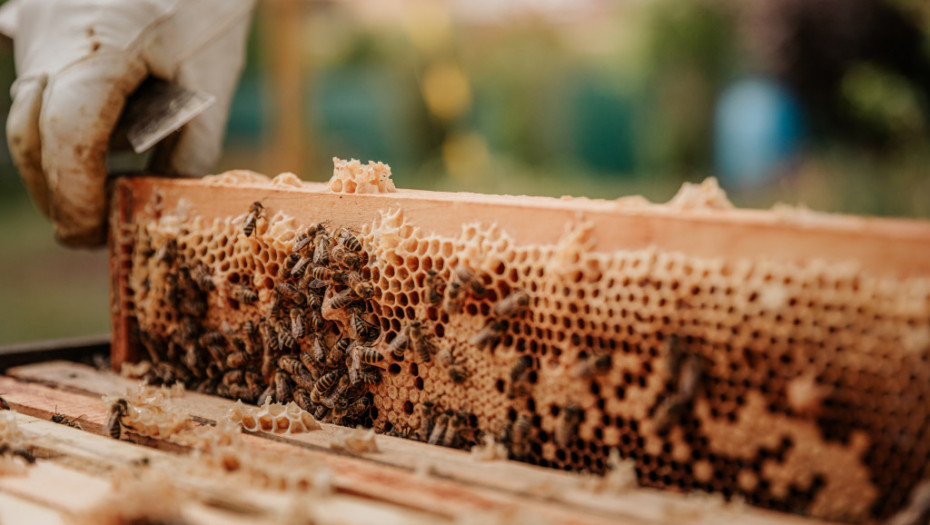 Rtanjski med dobio dozvolu za oznaku geografskog porekla - proizvodiće se na područjima dve opštine