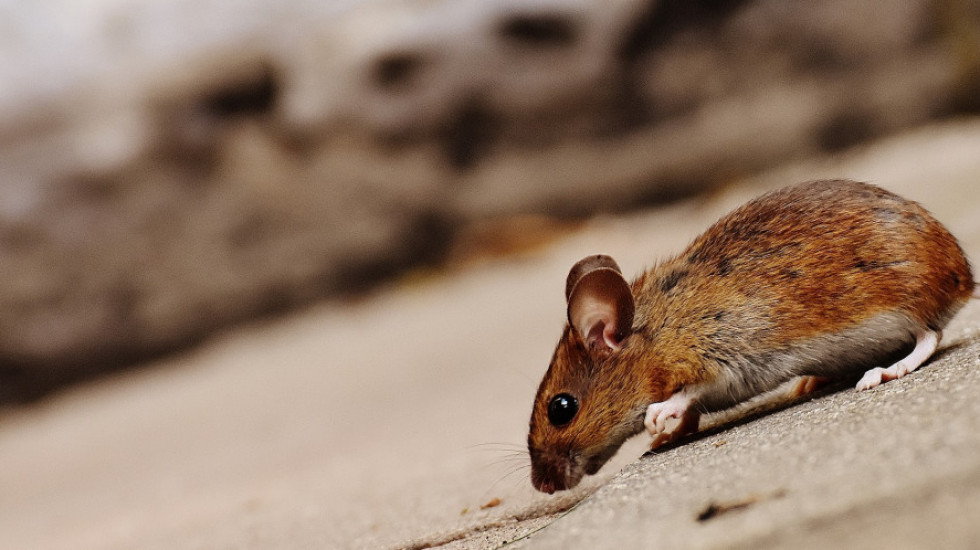 Tajms: Naučnici stvorili zdrave miševe sa dva oca