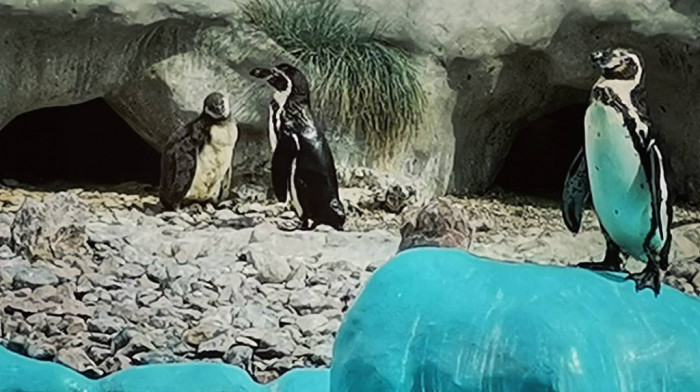 Beo Zoo Vrt bogatiji za bebu pingvina Humbolt