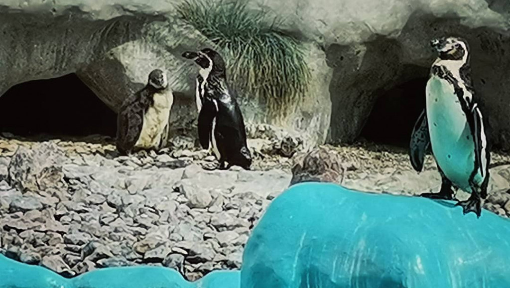 Beo Zoo Vrt bogatiji za bebu pingvina Humbolt