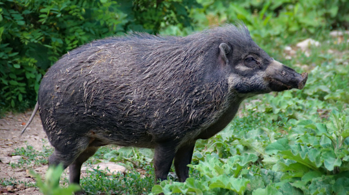 U Banatu pronađen leš divlje svinje zaražen afričkom svinjskom kugom, susedne države se već godinama bore sa ovim problemom