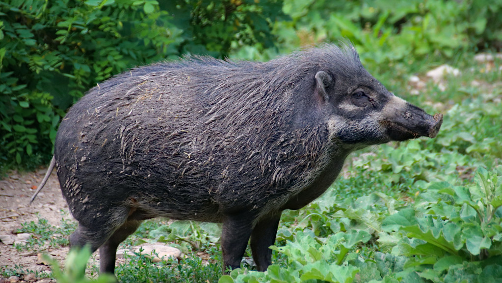 Divlja svinja došla pred dvorište kuće: Krda stvaraju problem farmerima na Novom Zelandu