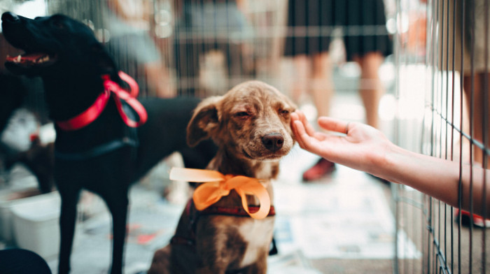 Festival "Ulični psi" na Kalemegdanu: Svi saveti za brigu o psima na jednom mestu