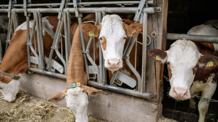 Odgajivači goveda tvrde da im preti bankrot zbog niske cene mleka - traže sastanak sa nadležnima