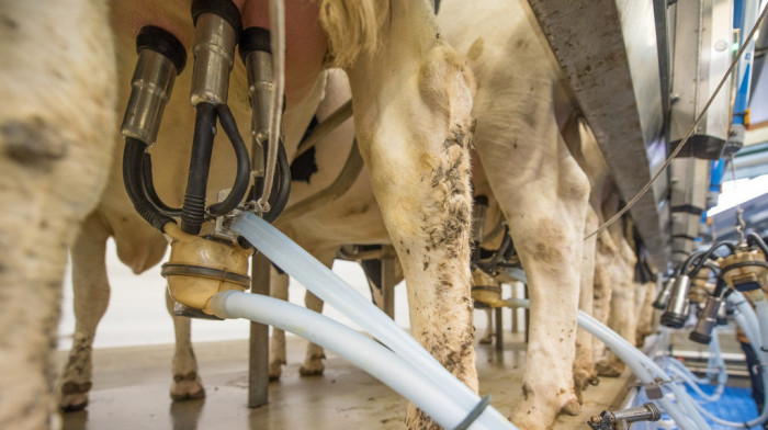 Proizvođači mleka traže vanredne mere i reakciju države - tvrde da su farme pred bankrotom