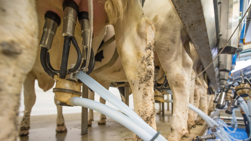 Proizvođači mleka traže vanredne mere i reakciju države - tvrde da su farme pred bankrotom