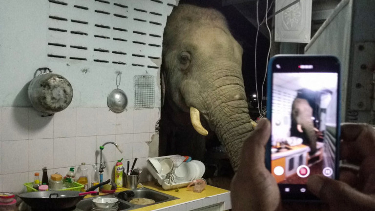 "Opet je došao da kuva": Slon upao tajlandskoj prodici u kuhinju, počastio se i otišao
