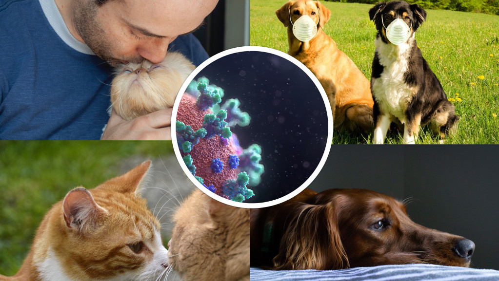 Kućni ljubimci kovid dobijaju od vlasnika: Sada su stručnjaci konačno otkrili ko je podložniji koronavirusu - psi ili mačke?