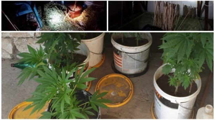 Policija pronašla laboratoriju za uzgoj marihuane u Kragujevcu, uhapšeno četvoro
