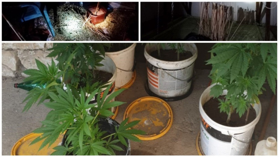 Policija pronašla laboratoriju za uzgoj marihuane u Kragujevcu, uhapšeno četvoro