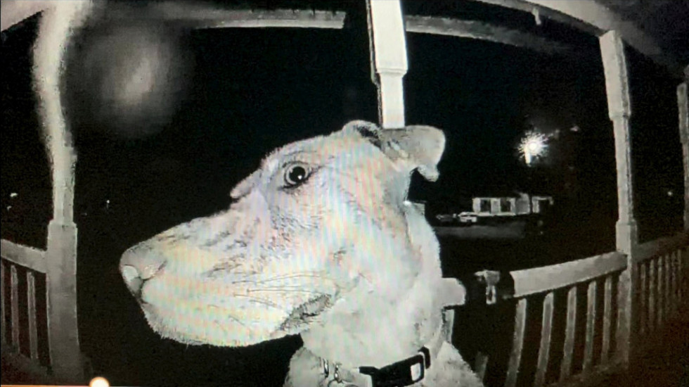 Izgubljena ženka psa u tri ujutru pozvonila vlasnicima na vrata: "Nikada je to nismo naučili"
