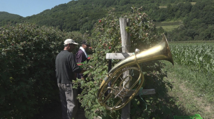 Trubači sa bine sišli u malinjake - prvo na berbu, a onda u Guču