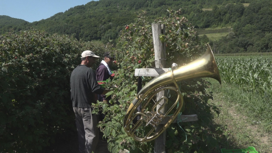 Trubači sa bine sišli u malinjake - prvo na berbu, a onda u Guču