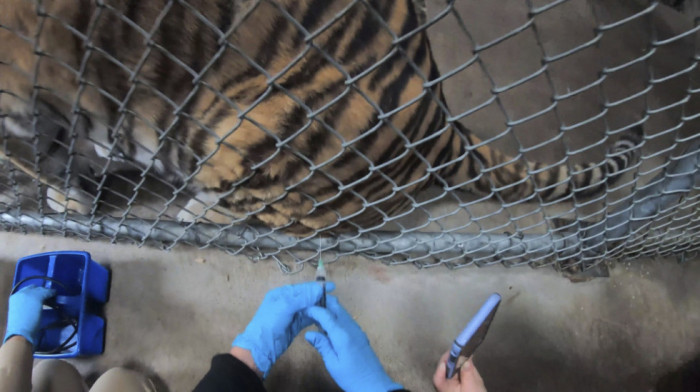 VIDEO Zoološki vrt u SAD počeo masovnu imunizaciju životinja: Tigrovi, medvedi, lavovi i tvorovi dobili prvu dozu vakcine