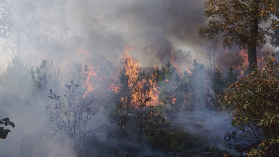 Požar na ostrvu Kefalonija stavljen pod kontrolu, evakuisana četiri naselja