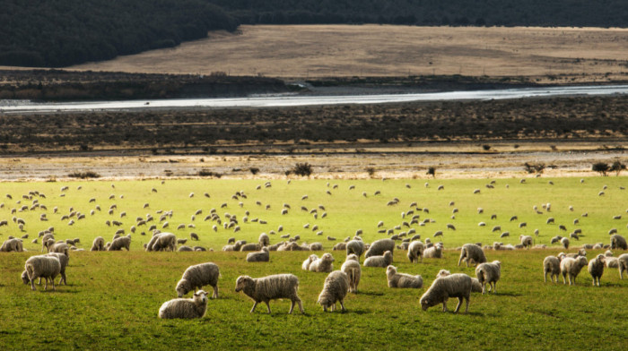 Broj ovaca na Novom Zelandu u odnosu na broj ljudi najniži od polovine 19. veka: Gajenje sve manje isplativo
