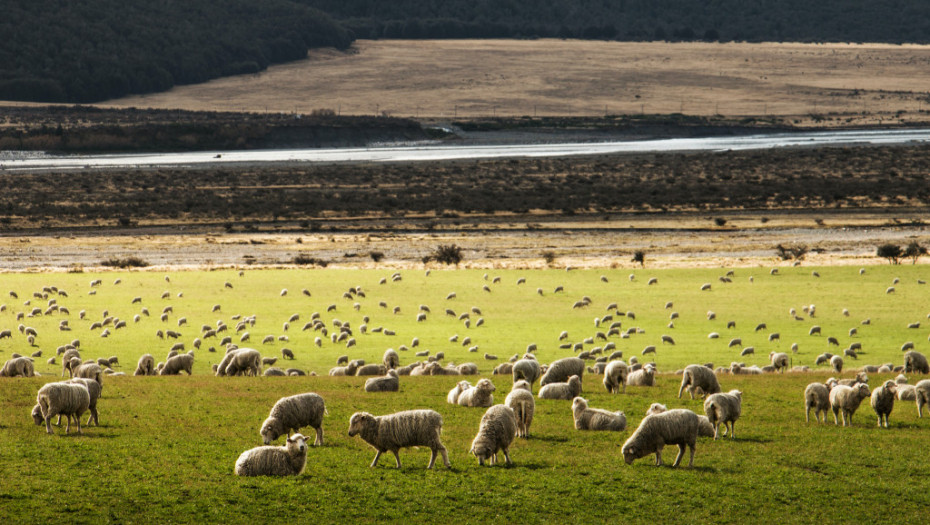 Broj ovaca na Novom Zelandu u odnosu na broj ljudi najniži od polovine 19. veka: Gajenje sve manje isplativo