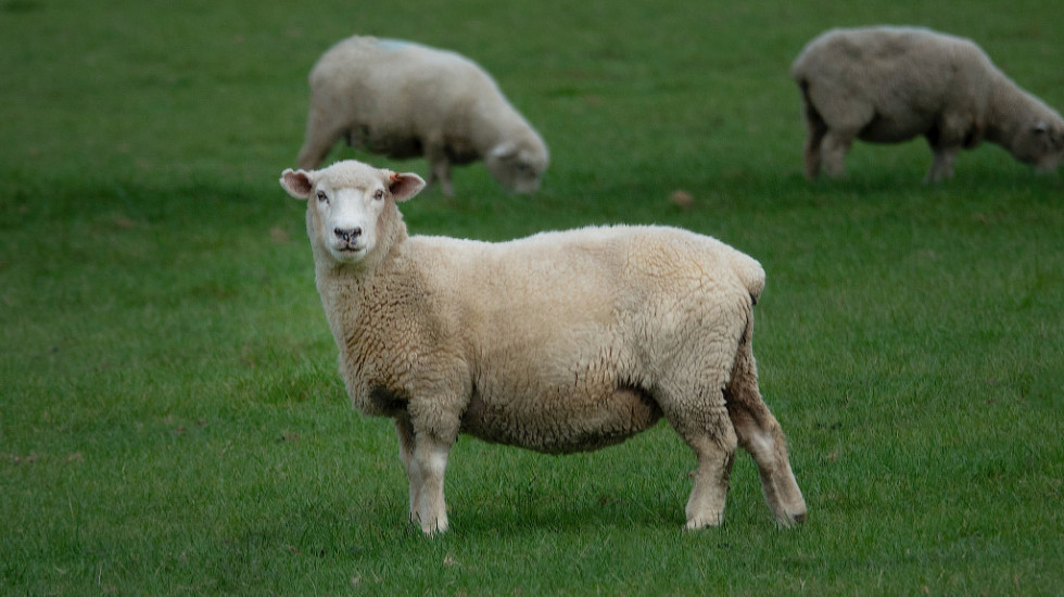 Novozelandski farmer osuđen zbog zanemarivanja životinja: Više od 200 ovaca moralo je da bude uspavano