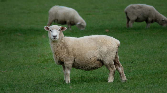 Roditelji u Francuskoj prijavili četiri ovce za upis u školu kako bi sprečili zatvaranje jednog odeljenja