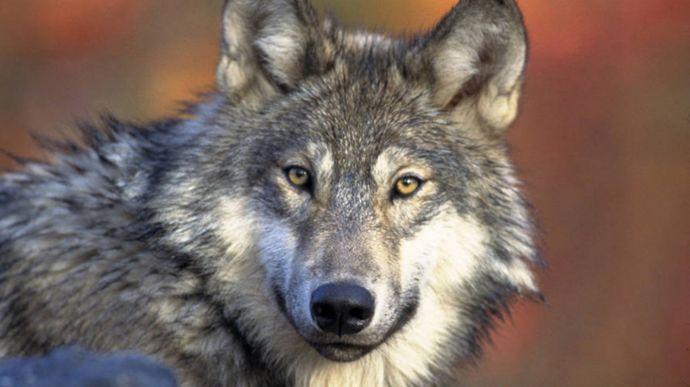 Ove sezone u SAD ubijeno najviše sivih vukova u poslednjih 25 godina
