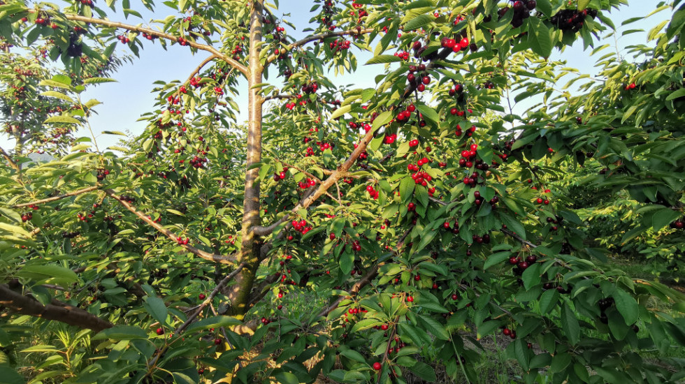 Kilogram trešanja 1.500 dinara: Da li će ove godine cene biti paprene kao prošle?