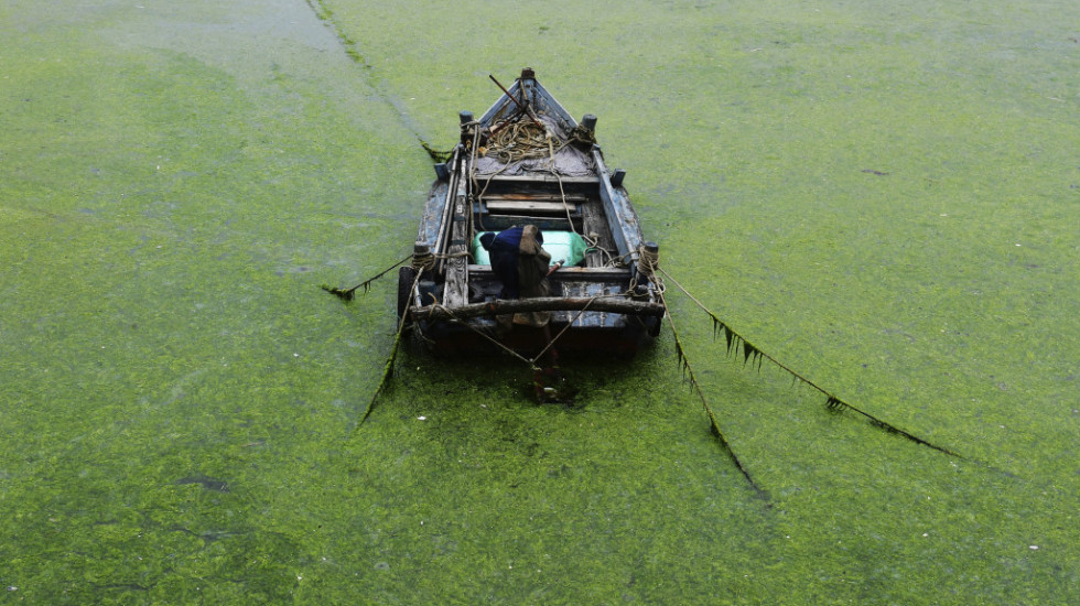Masovno cvetanje algi u kineskom gradu Ćingdao, hiljade čamaca angažovano u čišćenju