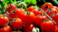 Leskovački proizvođači besplatno podelili građanima nekoliko tona paradajza