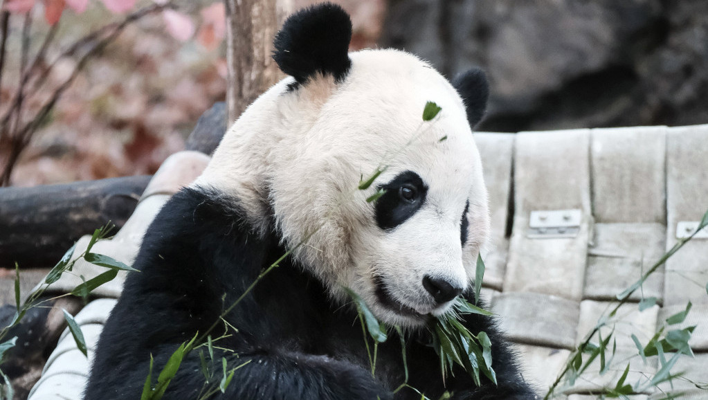 Panda Eršun  i drugi put rodila blizance