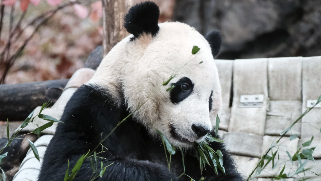 Panda Eršun  i drugi put rodila blizance