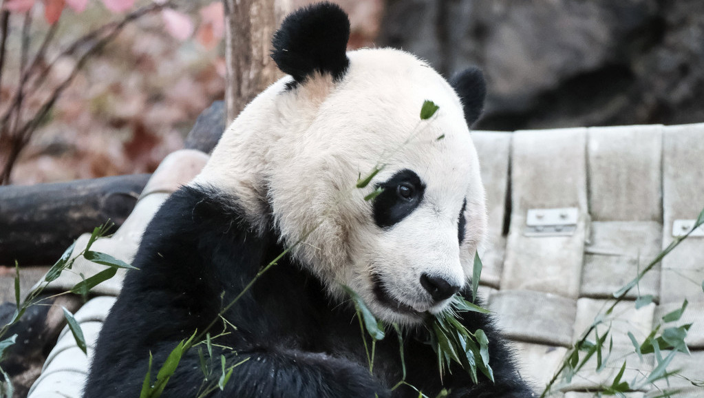 Panda Eršun i drugi put rodila blizance
