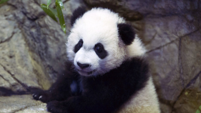 Džinovska panda Le Le umrla posle 20 godina provedenih u zoo vrtu u Memfisu