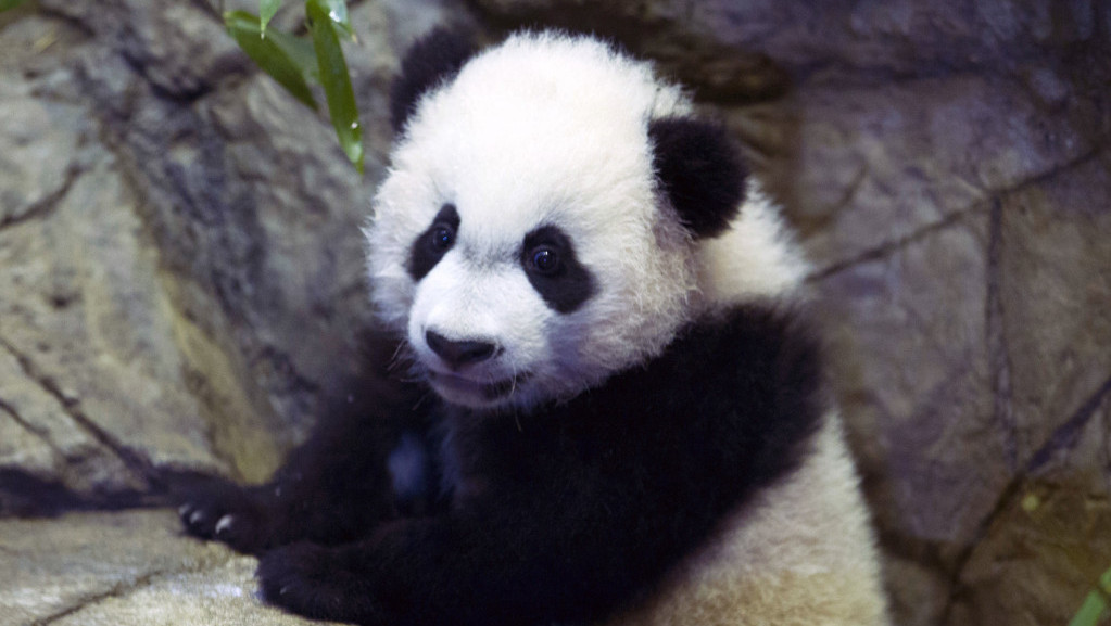 Džinovska panda Le Le umrla posle 20 godina provedenih u zoo vrtu u Memfisu