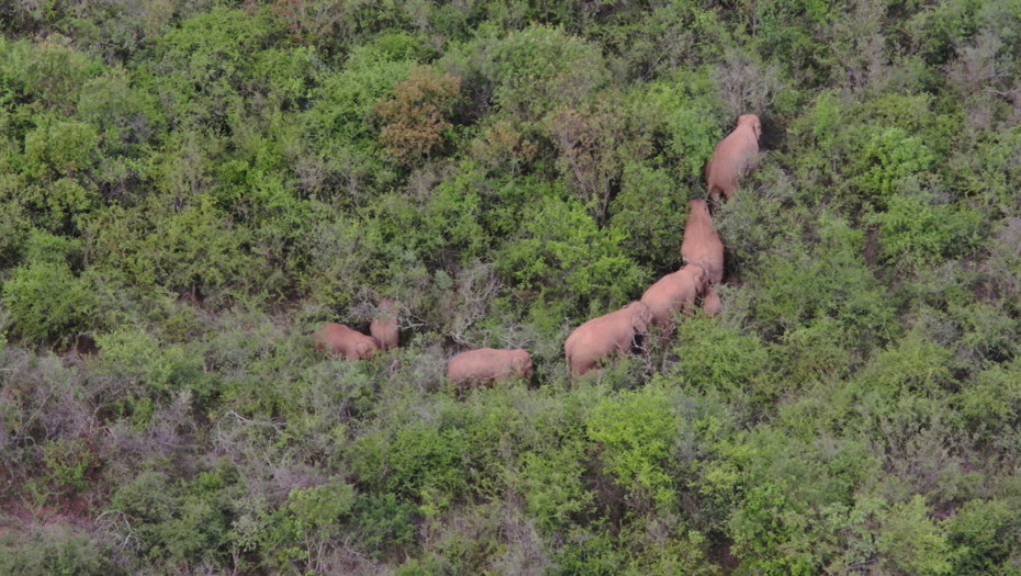 Lutajući slonovi: Pre godinu dana su napustili rezervat, prešli 500 kilometara, a sada se polako vraćaju kući