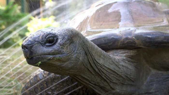 Umro najstariji stanovnik Šenbruna - kornjača Šurli