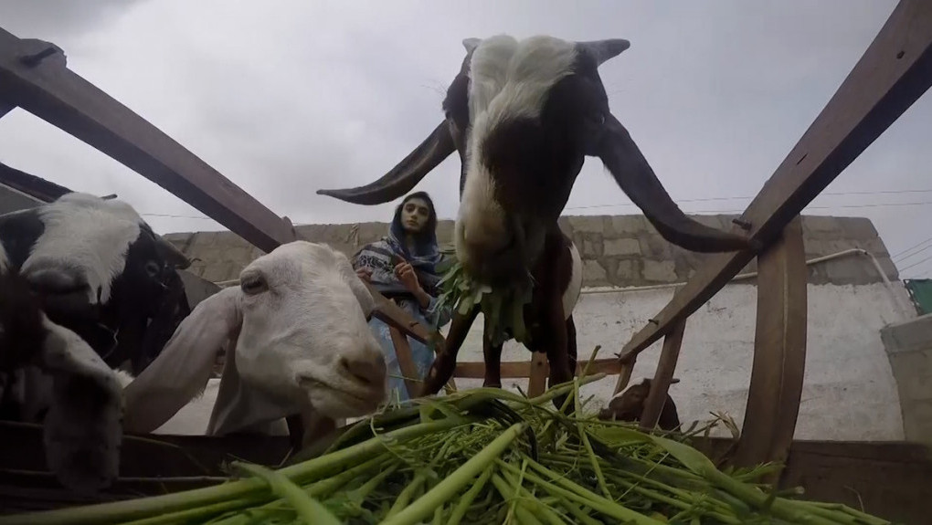 Mlada Pakistanka napravila onlajn platformu, prodaje životinje za žrtvovanje