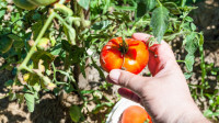 Proizvođači traže da se od juna do kraja novembra zabrani uvoz paradajza