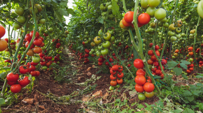 Nedimović obećao pomoć proizvođačima paradajza: Paket podrške za proizvodnju