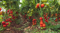 Nedimović obećao pomoć proizvođačima paradajza: Paket podrške za proizvodnju