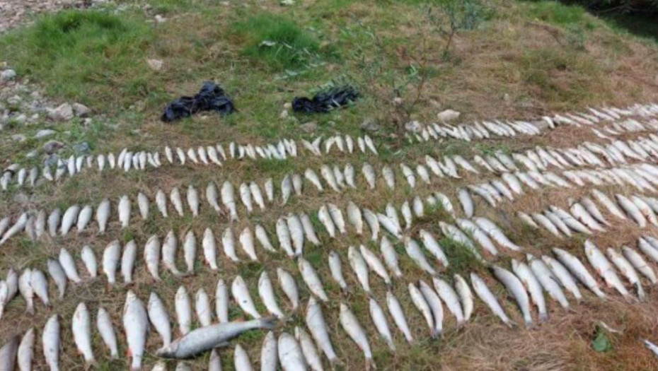 Inspekcija izašla na teren, preduzete mere za utvrđivanje pomora ribe u Kolubari