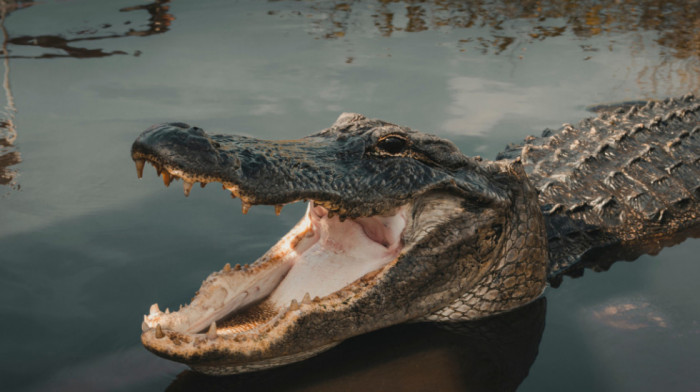 Aligator napao i teško povredio muškarca na Floridi